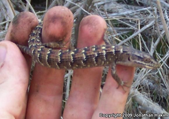 San Diego Alligator Lizard (Elgaria multicarinata webbii)