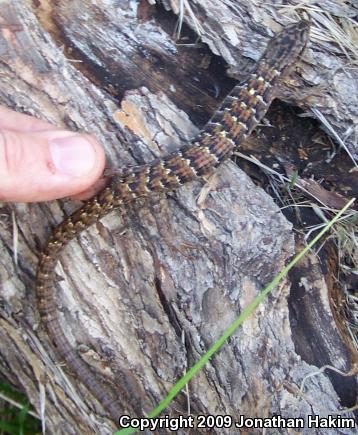 San Diego Alligator Lizard (Elgaria multicarinata webbii)