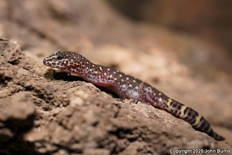 Penninsular Banded Gecko (Coleonyx switaki)