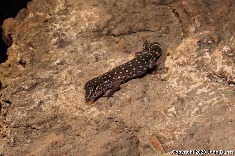 Penninsular Banded Gecko (Coleonyx switaki)