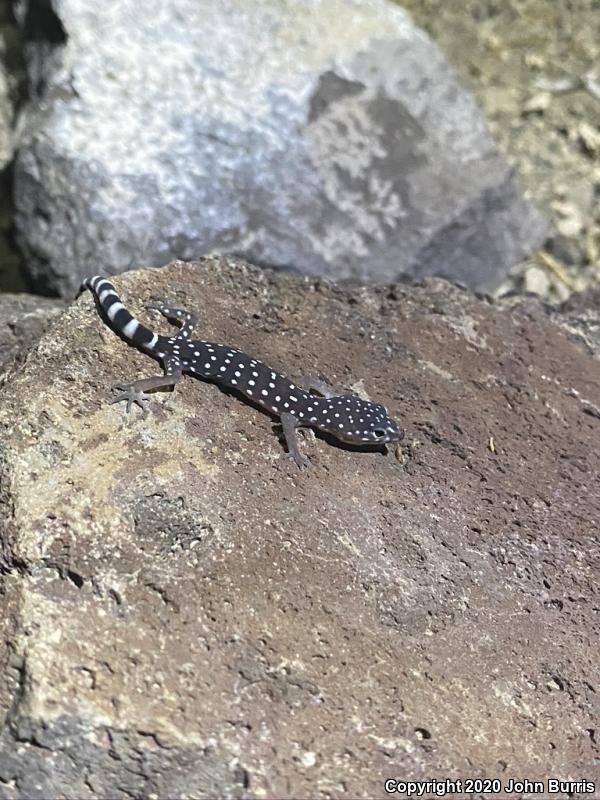 Penninsular Banded Gecko (Coleonyx switaki)