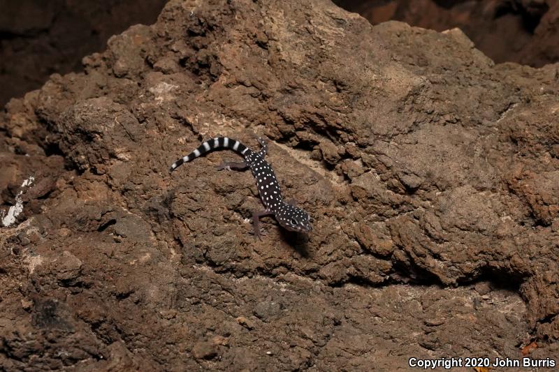 Penninsular Banded Gecko (Coleonyx switaki)