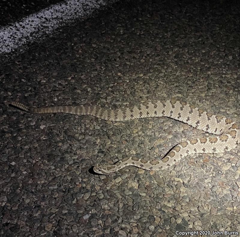 Lower California Rattlesnake (Crotalus enyo enyo)