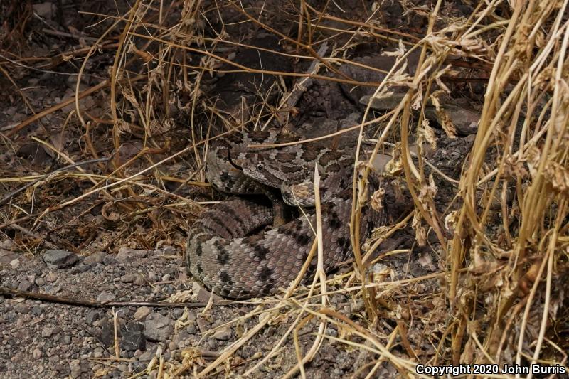 Lower California Rattlesnake (Crotalus enyo enyo)