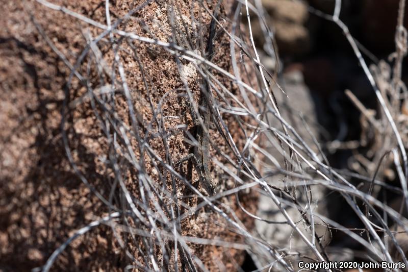 Black-tailed Brush Lizard (Urosaurus nigricaudus)