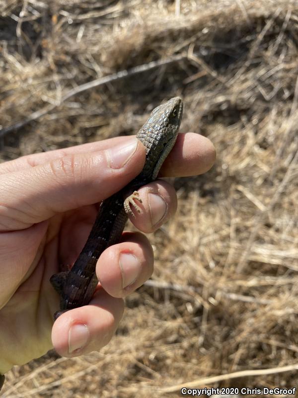 San Diego Alligator Lizard (Elgaria multicarinata webbii)