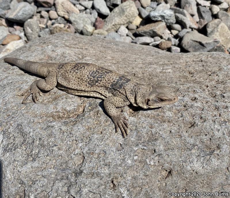 Spotted Chuckwalla (Sauromalus klauberi)