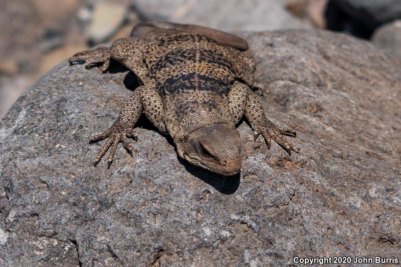 Spotted Chuckwalla (Sauromalus klauberi)