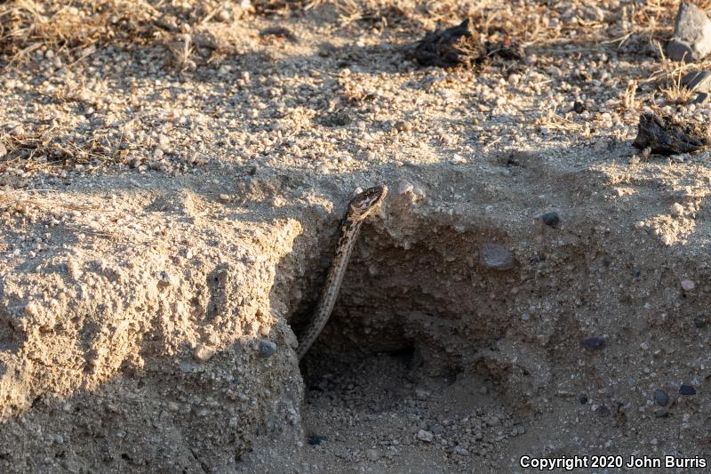 Baja California Coachwhip (Coluber fuliginosus)