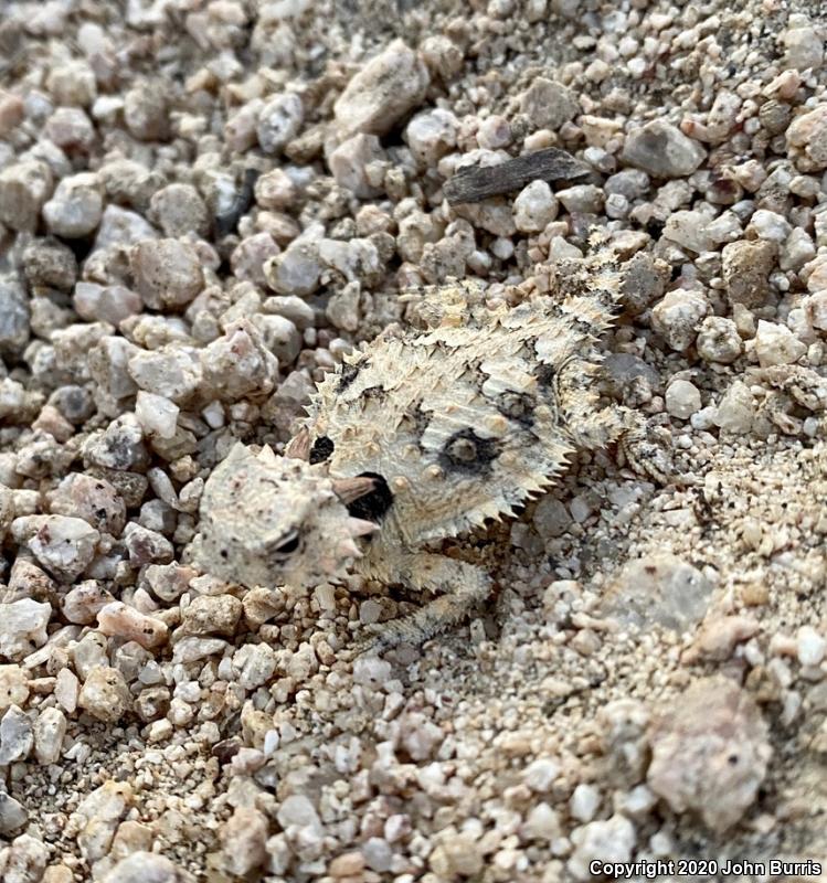 Cape Horned Lizard (Phrynosoma coronatum)