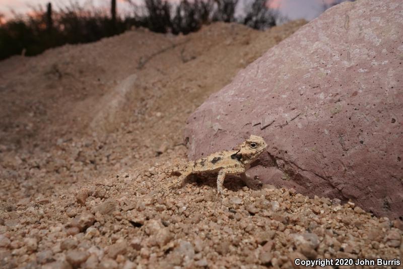 Cape Horned Lizard (Phrynosoma coronatum)