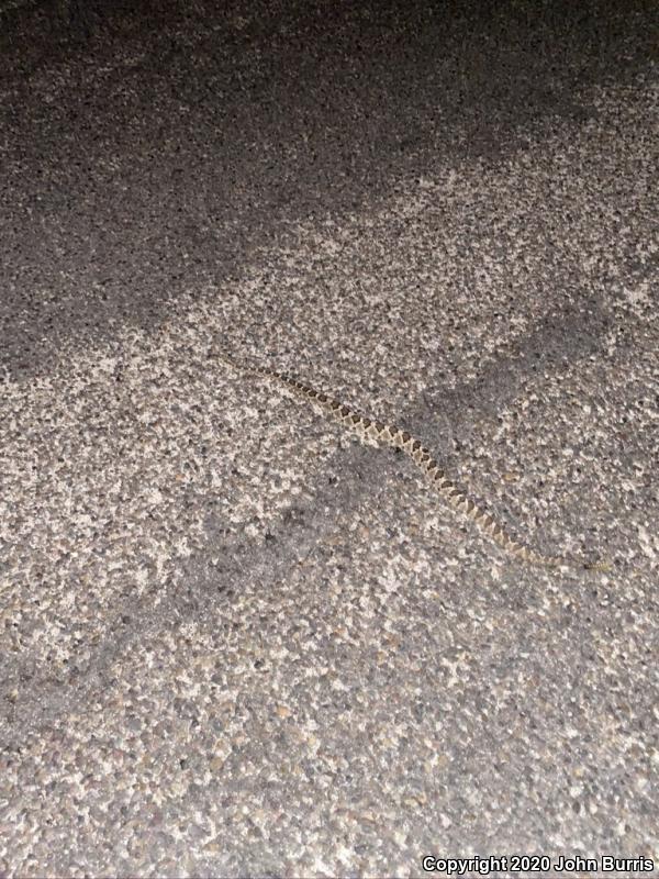 Lower California Rattlesnake (Crotalus enyo enyo)