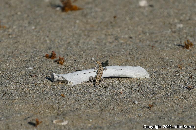 Common Zebra-tailed Lizard (Callisaurus draconoides draconoides)