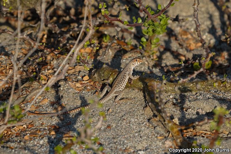 San Lucan Desert Iguana (Dipsosaurus dorsalis lucasensis)