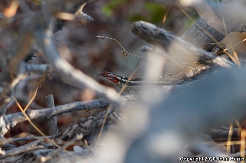 Cerralvo Island Sator (Sceloporus grandaevus)