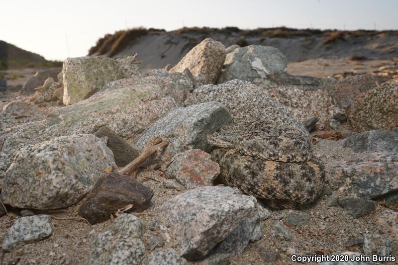 San Lucan Speckled Rattlesnake (Crotalus mitchellii mitchellii)