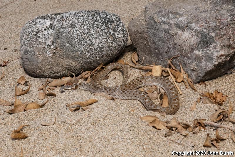 Coast Nightsnake (Hypsiglena ochrorhyncha ochrorhyncha)