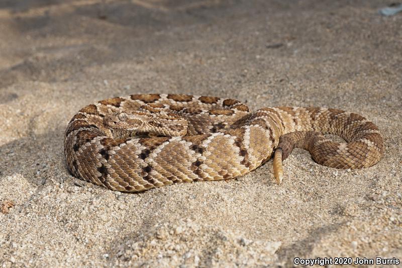 Cerralvo Island Rattlesnake (Crotalus enyo cerralvensis)