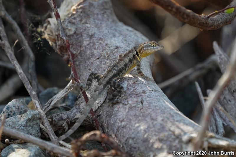 Cerralvo Island Sator (Sceloporus grandaevus)