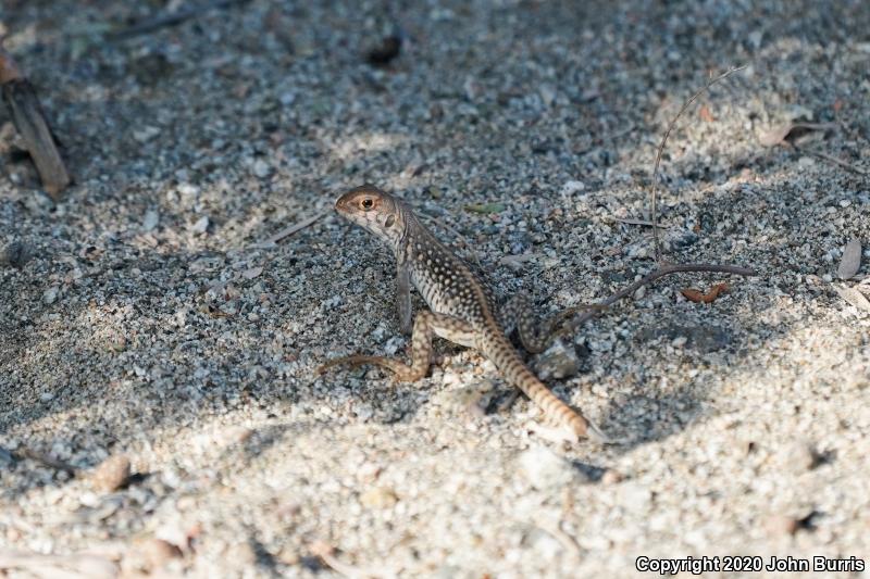 San Lucan Desert Iguana (Dipsosaurus dorsalis lucasensis)