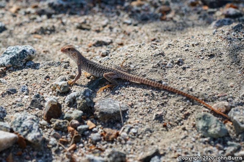 San Lucan Desert Iguana (Dipsosaurus dorsalis lucasensis)