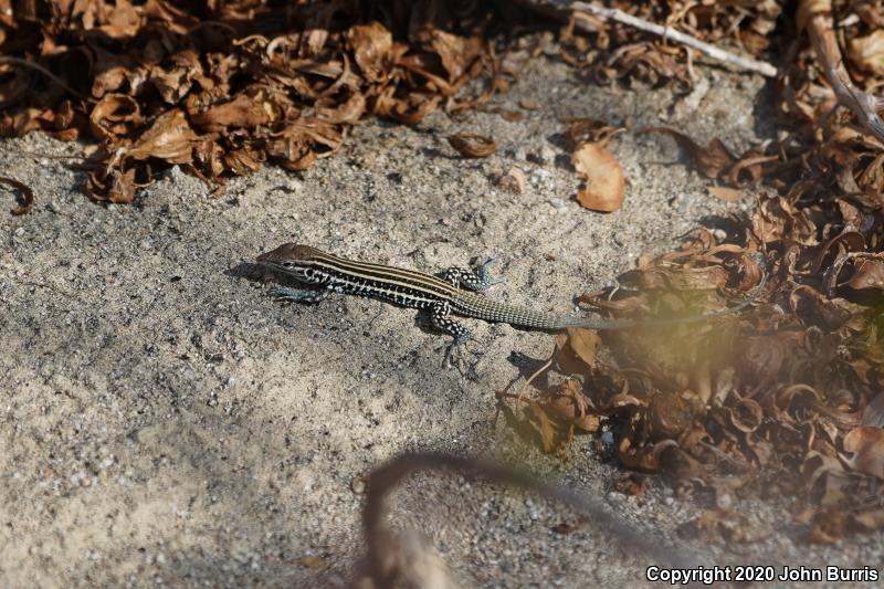 Cerralvo Island Whiptail (Aspidoscelis ceralbensis)