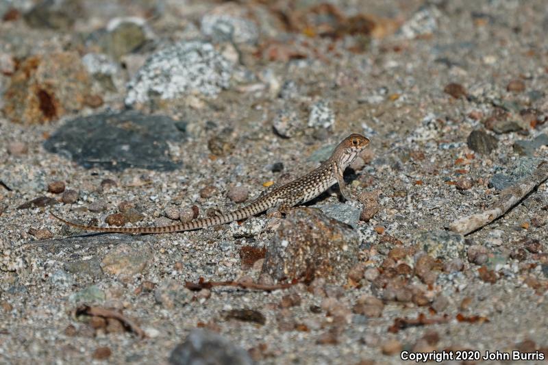 San Lucan Desert Iguana (Dipsosaurus dorsalis lucasensis)