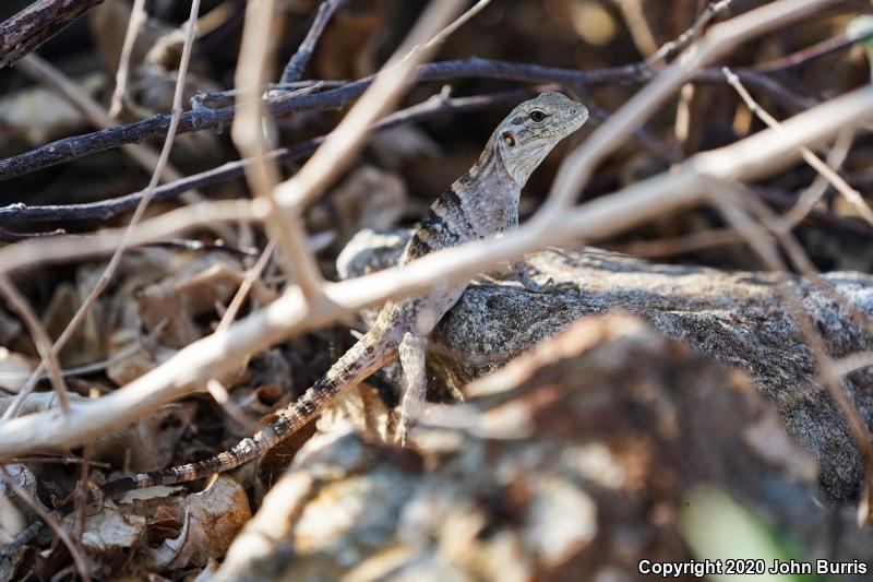 Peninsular Spiny-tailed Iguana (Ctenosaura hemilopha hemilopha)