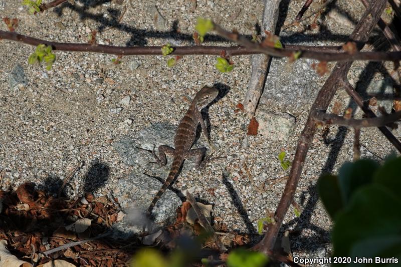 Peninsular Spiny-tailed Iguana (Ctenosaura hemilopha hemilopha)