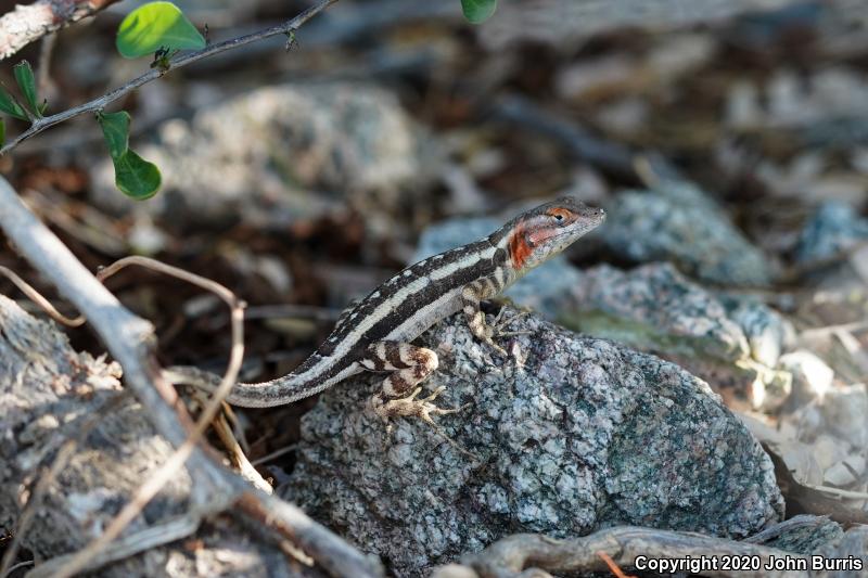 Cerralvo Island Sator (Sceloporus grandaevus)