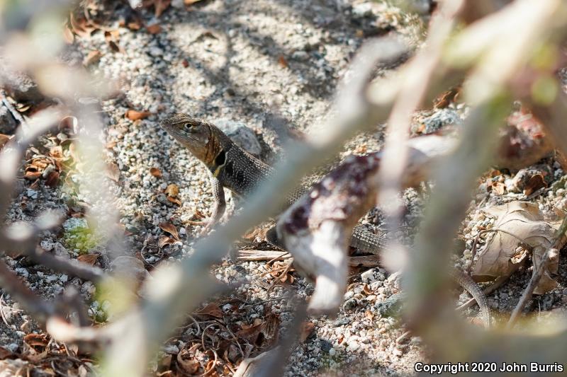 Cerralvo Island Sator (Sceloporus grandaevus)