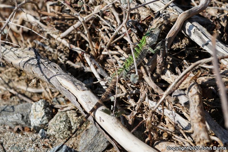 Peninsular Spiny-tailed Iguana (Ctenosaura hemilopha hemilopha)