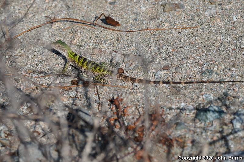 Peninsular Spiny-tailed Iguana (Ctenosaura hemilopha hemilopha)