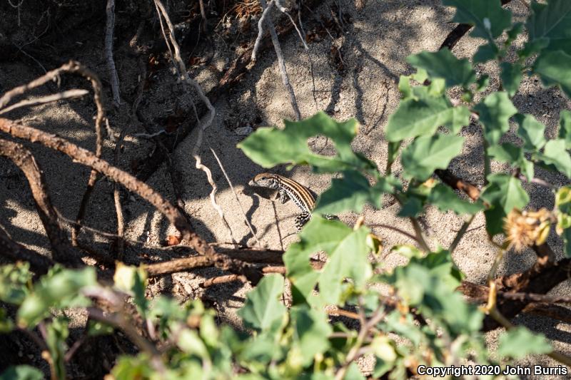 Cerralvo Island Whiptail (Aspidoscelis ceralbensis)