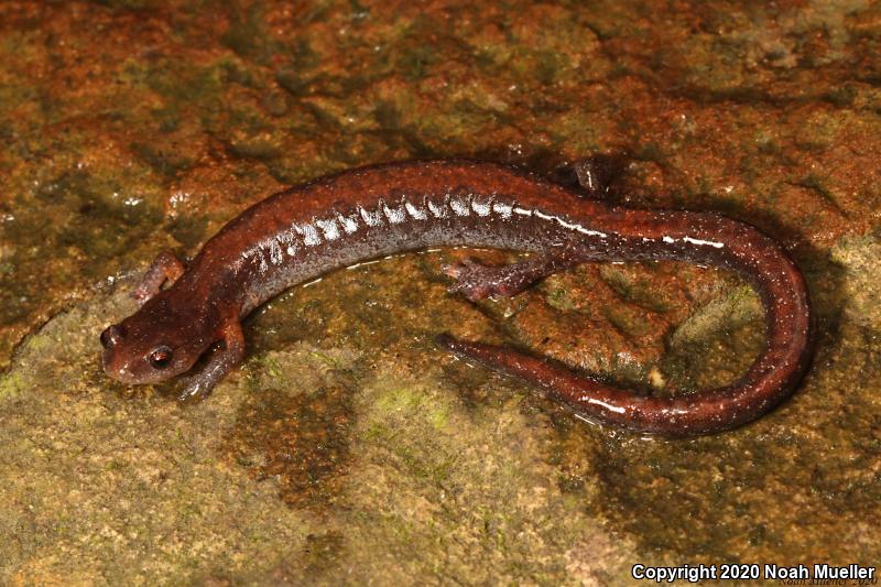 Southern Zigzag Salamander (Plethodon ventralis)