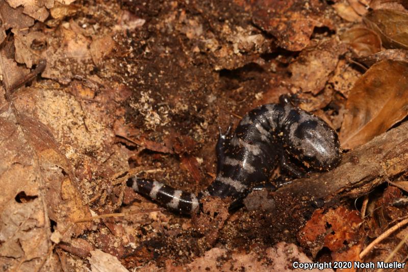 Marbled Salamander (Ambystoma opacum)