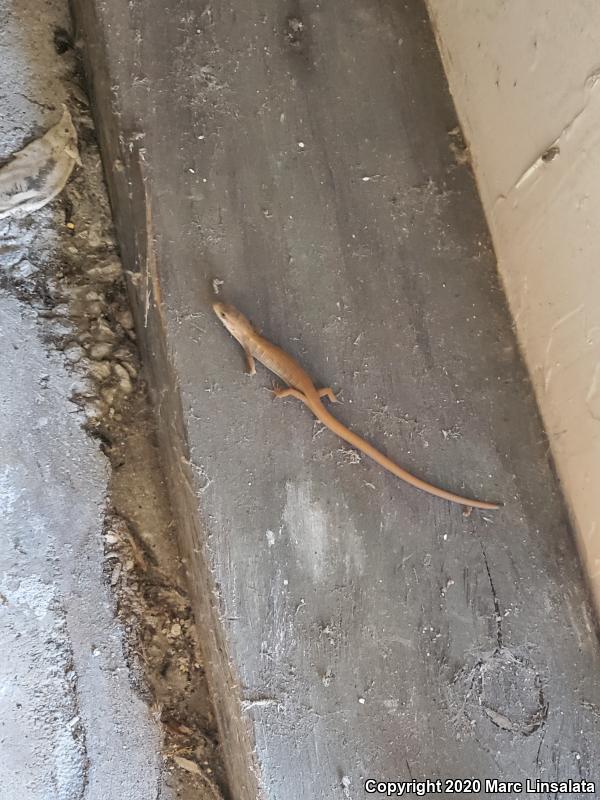 San Diego Alligator Lizard (Elgaria multicarinata webbii)