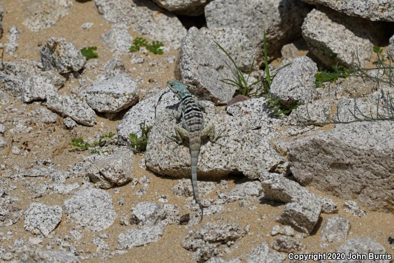 San Lucan Rock Lizard (Petrosaurus thalassinus)