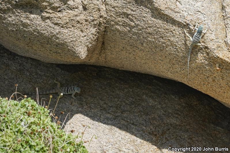 San Lucan Rock Lizard (Petrosaurus thalassinus)