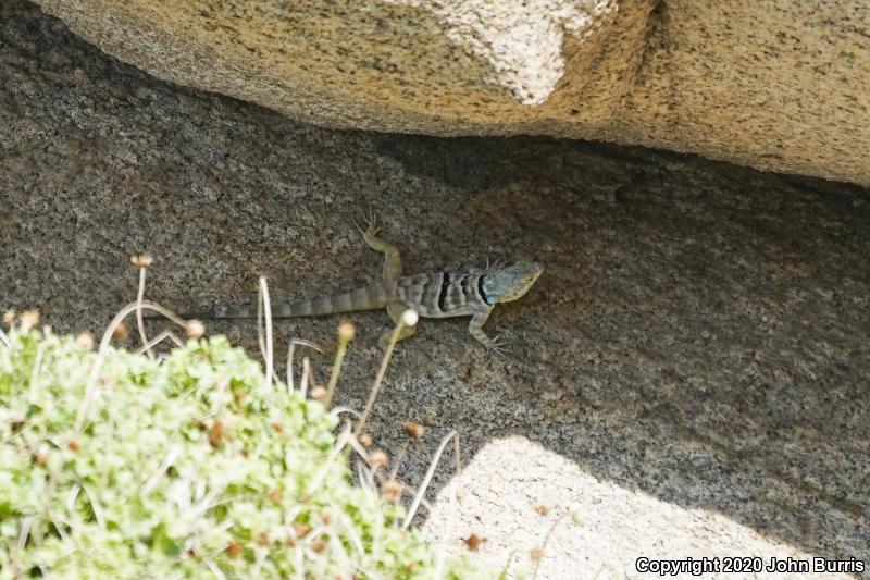 San Lucan Rock Lizard (Petrosaurus thalassinus)