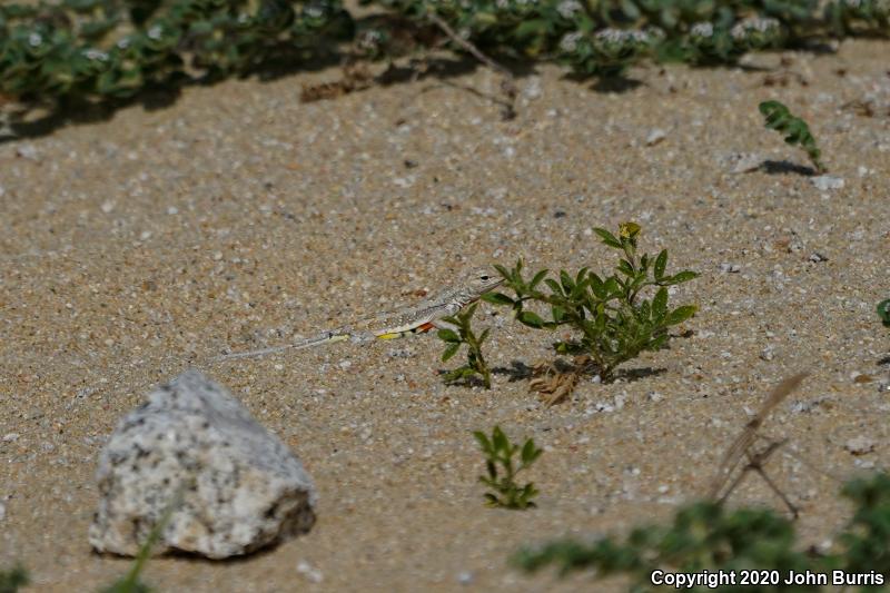 Common Zebra-tailed Lizard (Callisaurus draconoides draconoides)