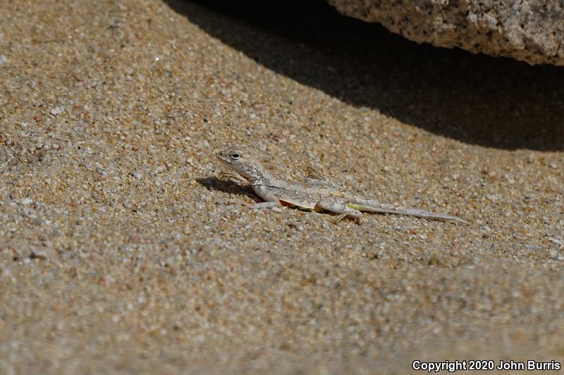 Common Zebra-tailed Lizard (Callisaurus draconoides draconoides)