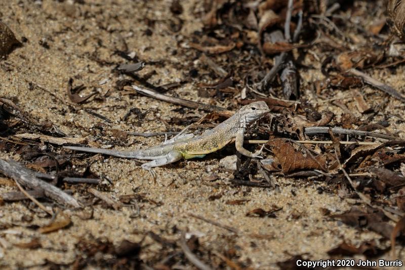 Common Zebra-tailed Lizard (Callisaurus draconoides draconoides)