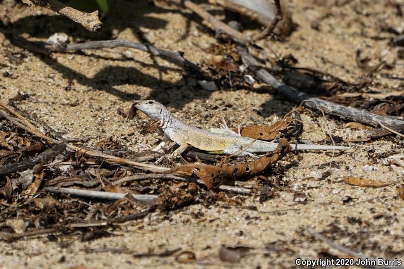 Common Zebra-tailed Lizard (Callisaurus draconoides draconoides)