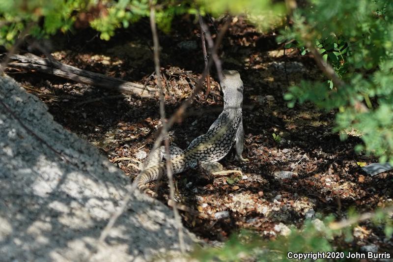 San Lucan Desert Iguana (Dipsosaurus dorsalis lucasensis)