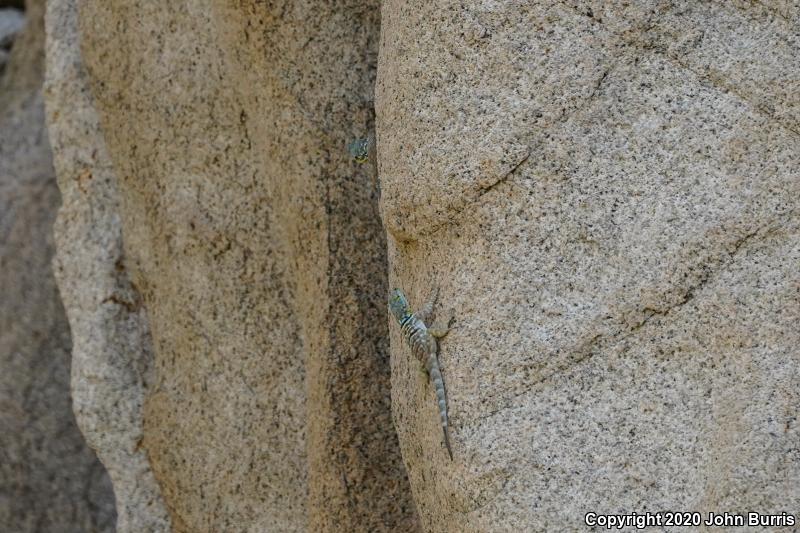 San Lucan Rock Lizard (Petrosaurus thalassinus)
