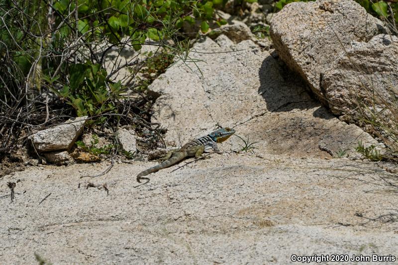 San Lucan Rock Lizard (Petrosaurus thalassinus)