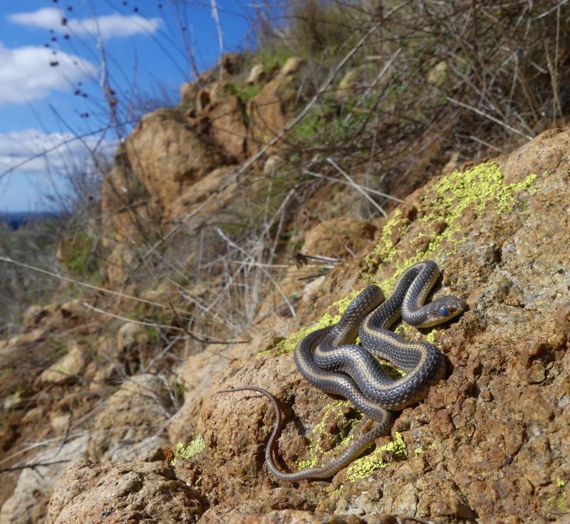 Coast Patch-nosed Snake (Salvadora hexalepis virgultea)