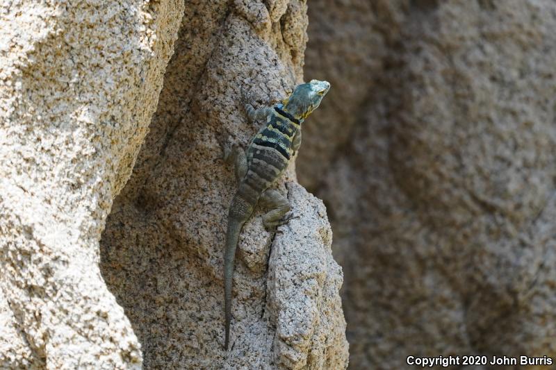 San Lucan Rock Lizard (Petrosaurus thalassinus)