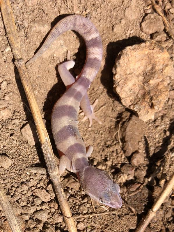 San Diego Banded Gecko (Coleonyx variegatus abbotti)